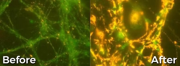 Side-by-side microscopic comparison